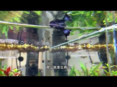 小魚死掉怎麼處理